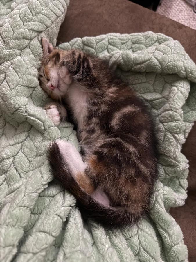 Enlarge Kim (Bonded with Trudy), a Adoptable Domestic Short Hair in Romney, WV image 4/5