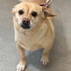 Sugar, an adoptable mixed breed in Green Valley, AZ image 6/6