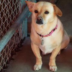 Sugar, an adoptable mixed breed in Green Valley, AZ image 2/6