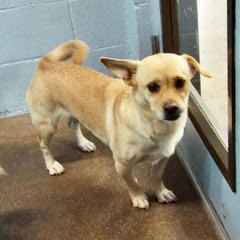 Sugar, an adoptable mixed breed in Green Valley, AZ image 3/6