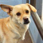 Sugar, an adoptable mixed breed in Green Valley, AZ image 5/6