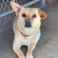 Sugar, an adoptable mixed breed in Green Valley, AZ image 1/6