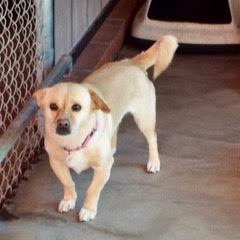 Sugar, an adoptable mixed breed in Green Valley, AZ image 4/6