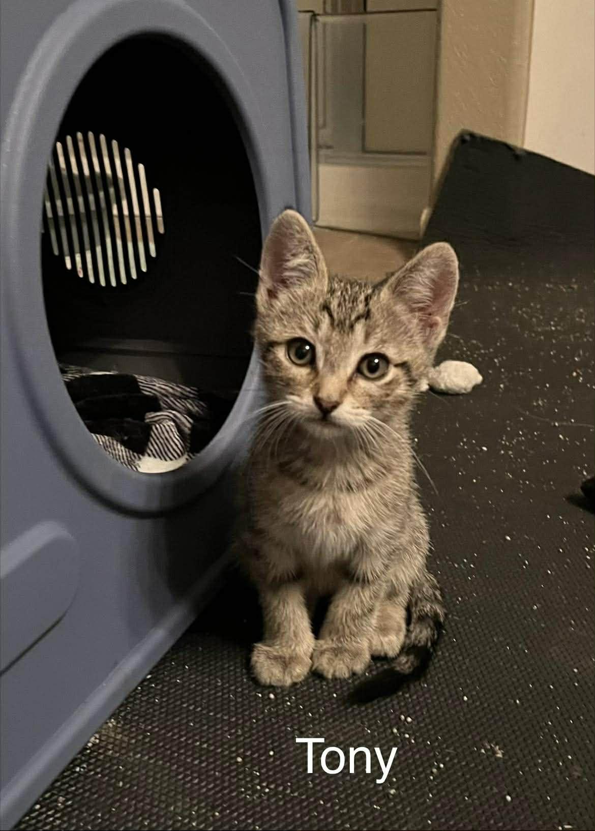 Enlarge Tony, an adopted mixed breed in Vancouver, BC image 5/6