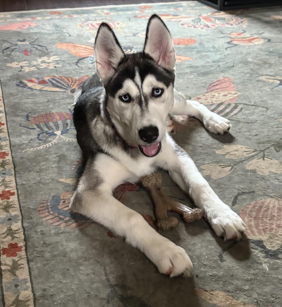 Enlarge Alaska, a Adopted Siberian Husky in Madison, VA image 1/1