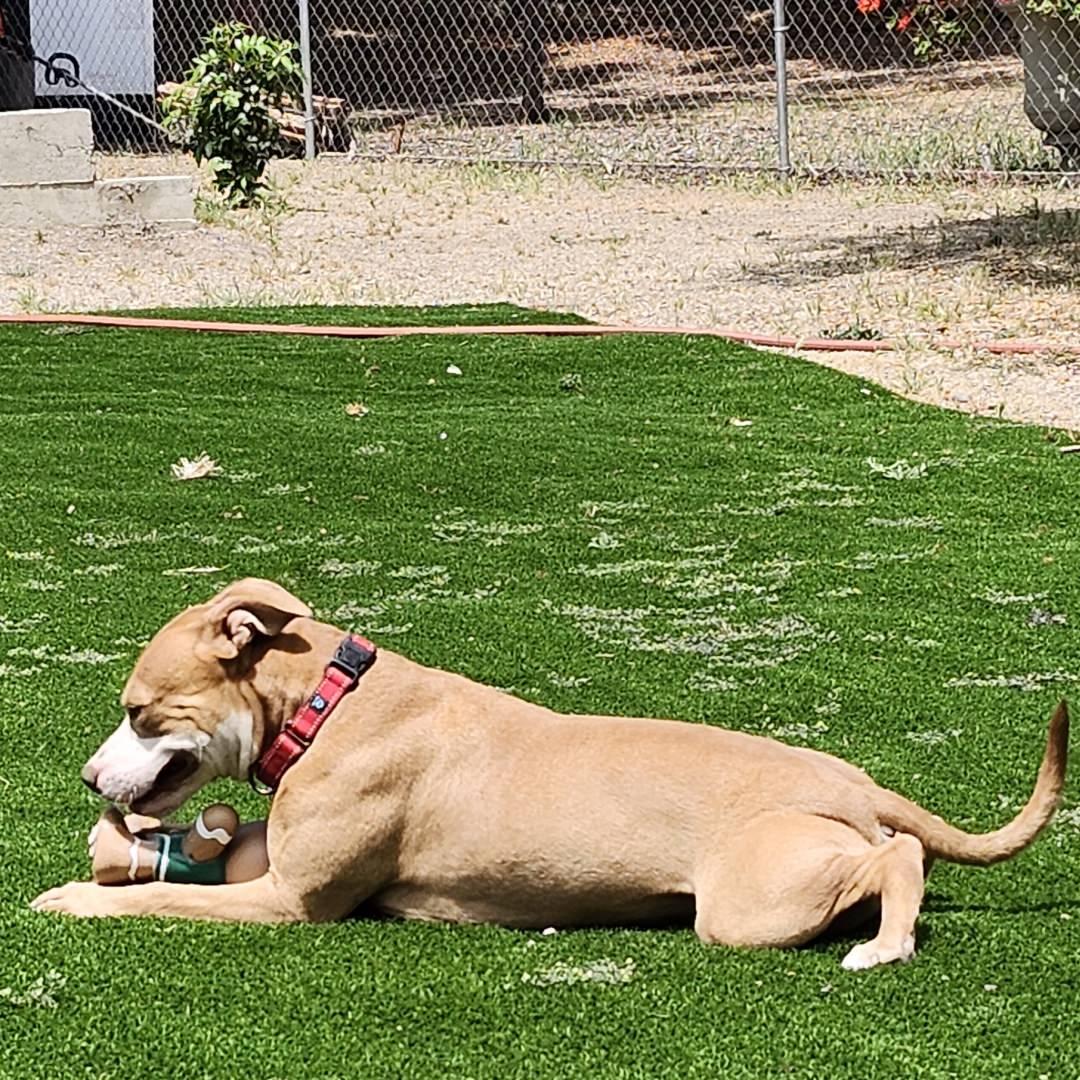 Enlarge Momo, a Adoptable Pit Bull Terrier in Burbank, CA image 3/5