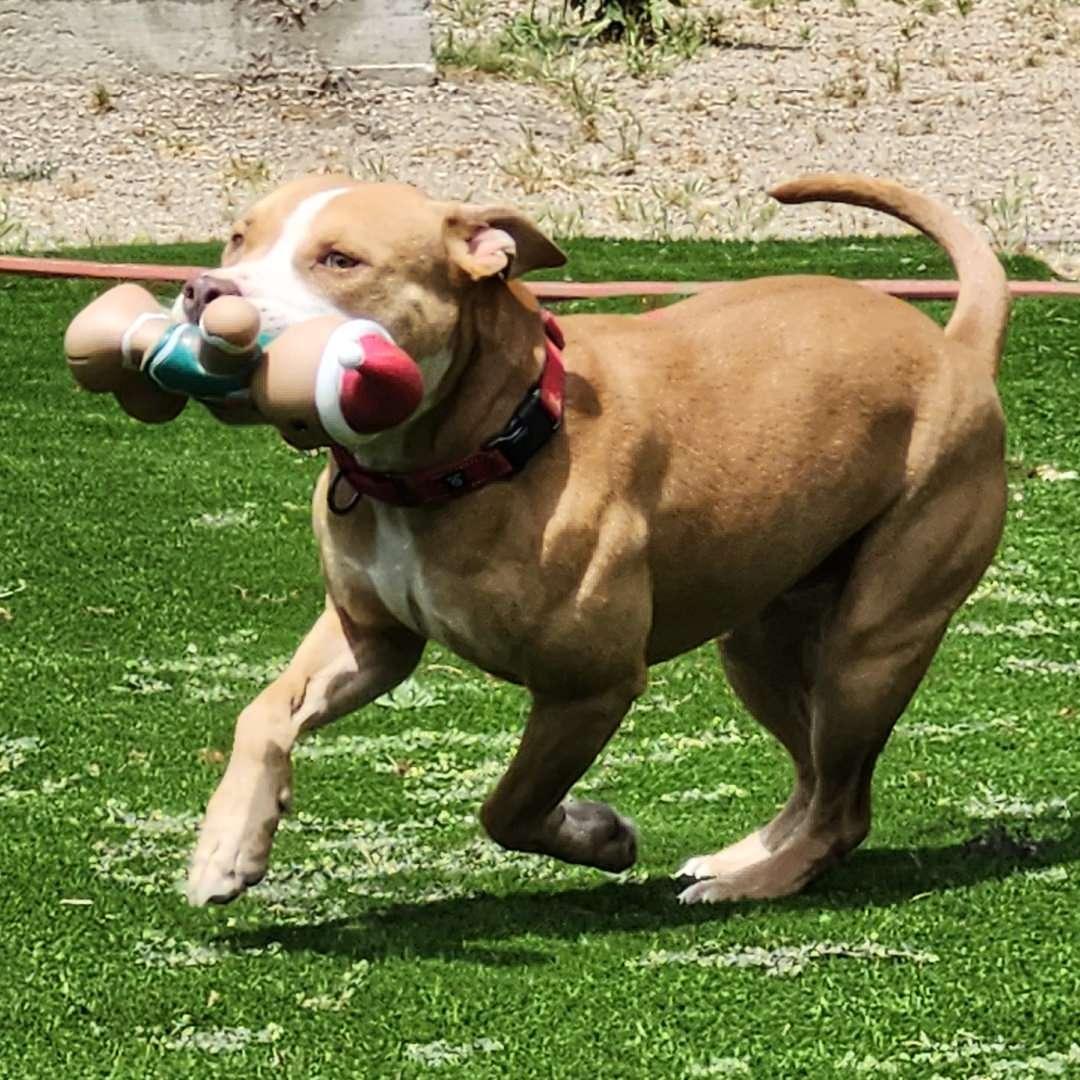 Enlarge Momo, a Adoptable Pit Bull Terrier in Burbank, CA image 4/5