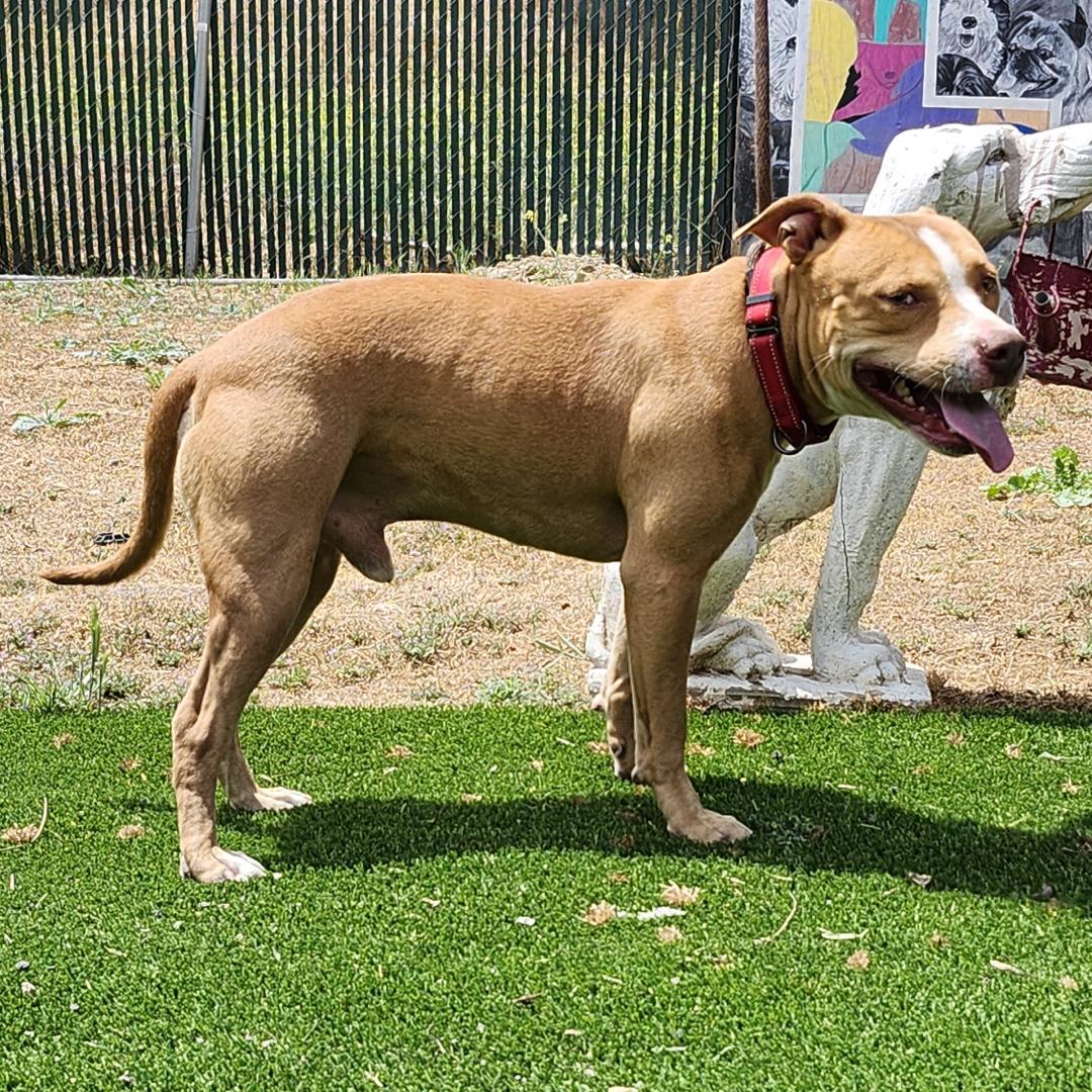 Enlarge Momo, a Adoptable Pit Bull Terrier in Burbank, CA image 2/5