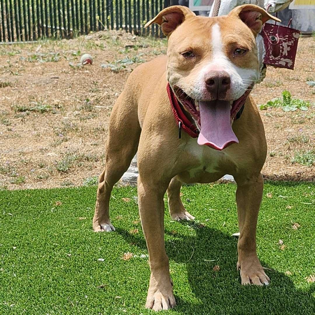 Enlarge Momo, a Adoptable Pit Bull Terrier in Burbank, CA image 5/5