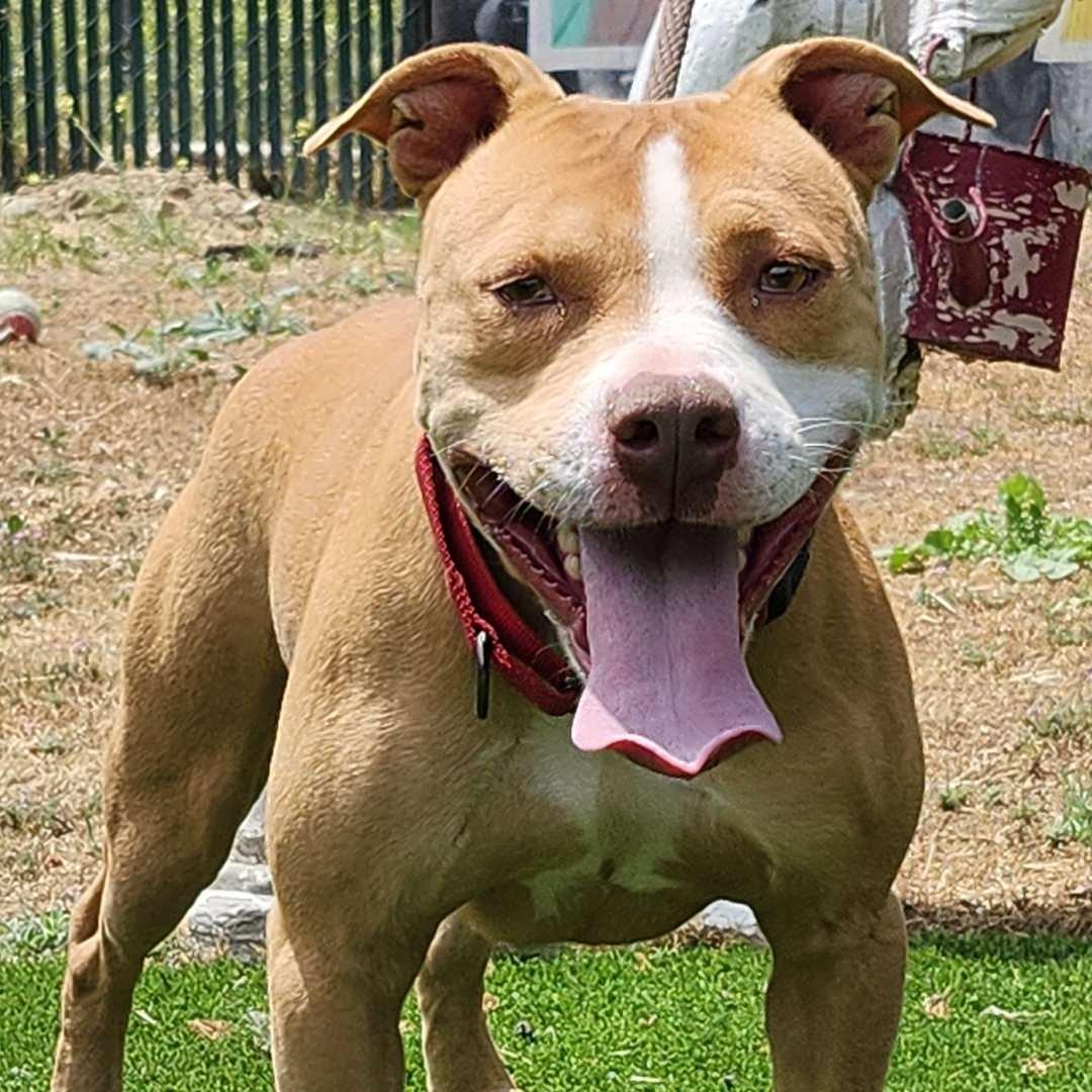 Enlarge Momo, a Adoptable Pit Bull Terrier in Burbank, CA image 1/5