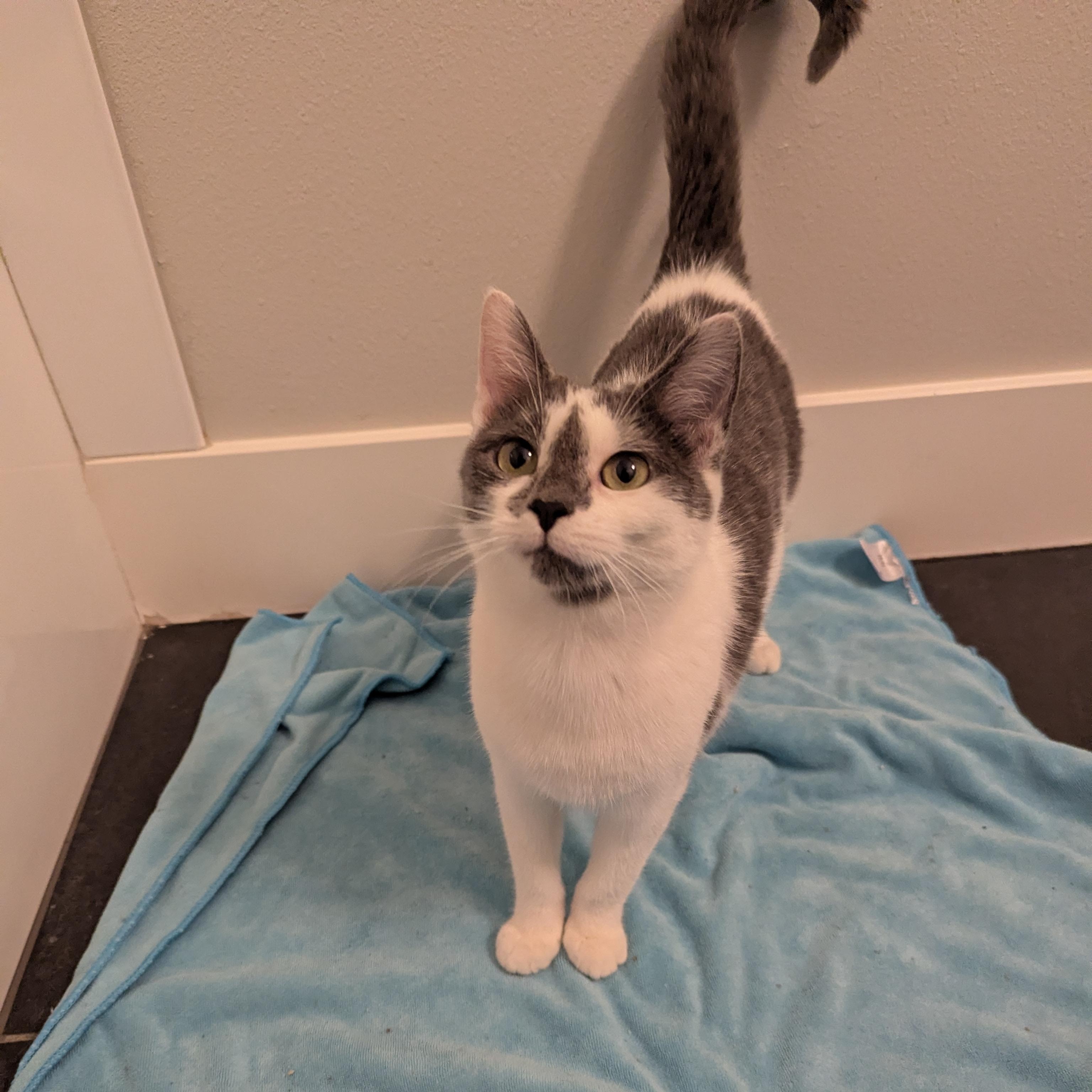 Bijou, a Adoptable mixed breed in West Richland, WA image 2/4