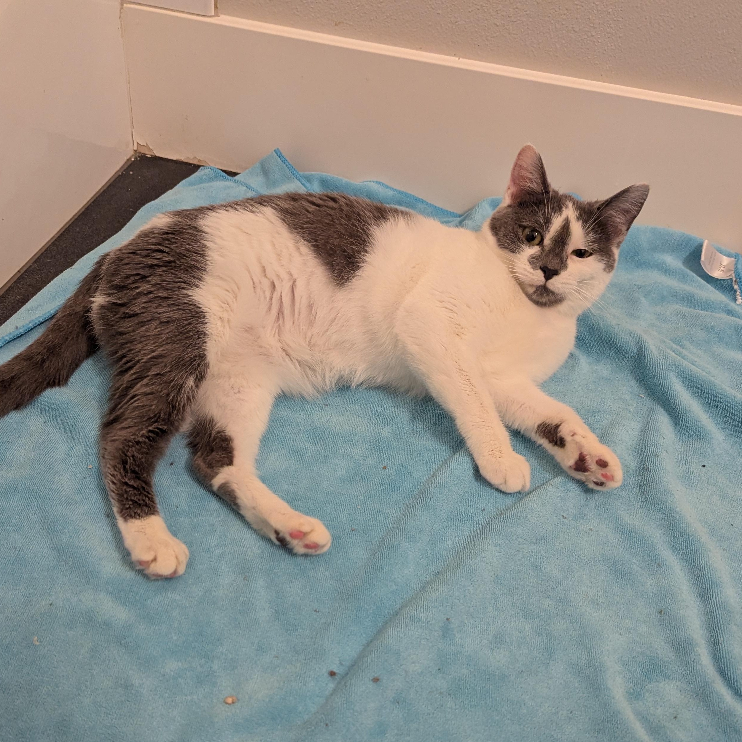 Bijou, a Adoptable mixed breed in West Richland, WA image 3/4