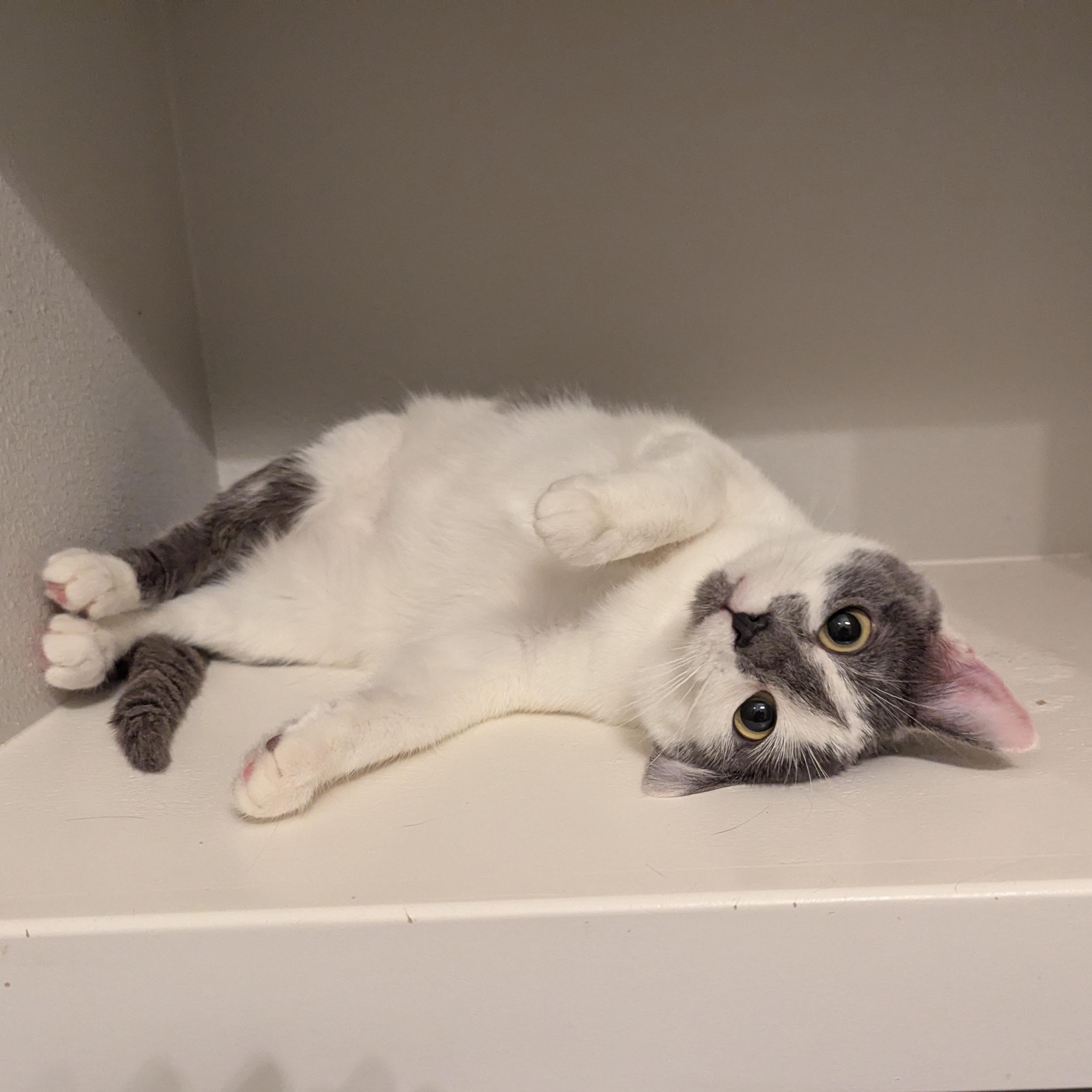 Bijou, Adoptable, Kitten Female Domestic Short Hair.