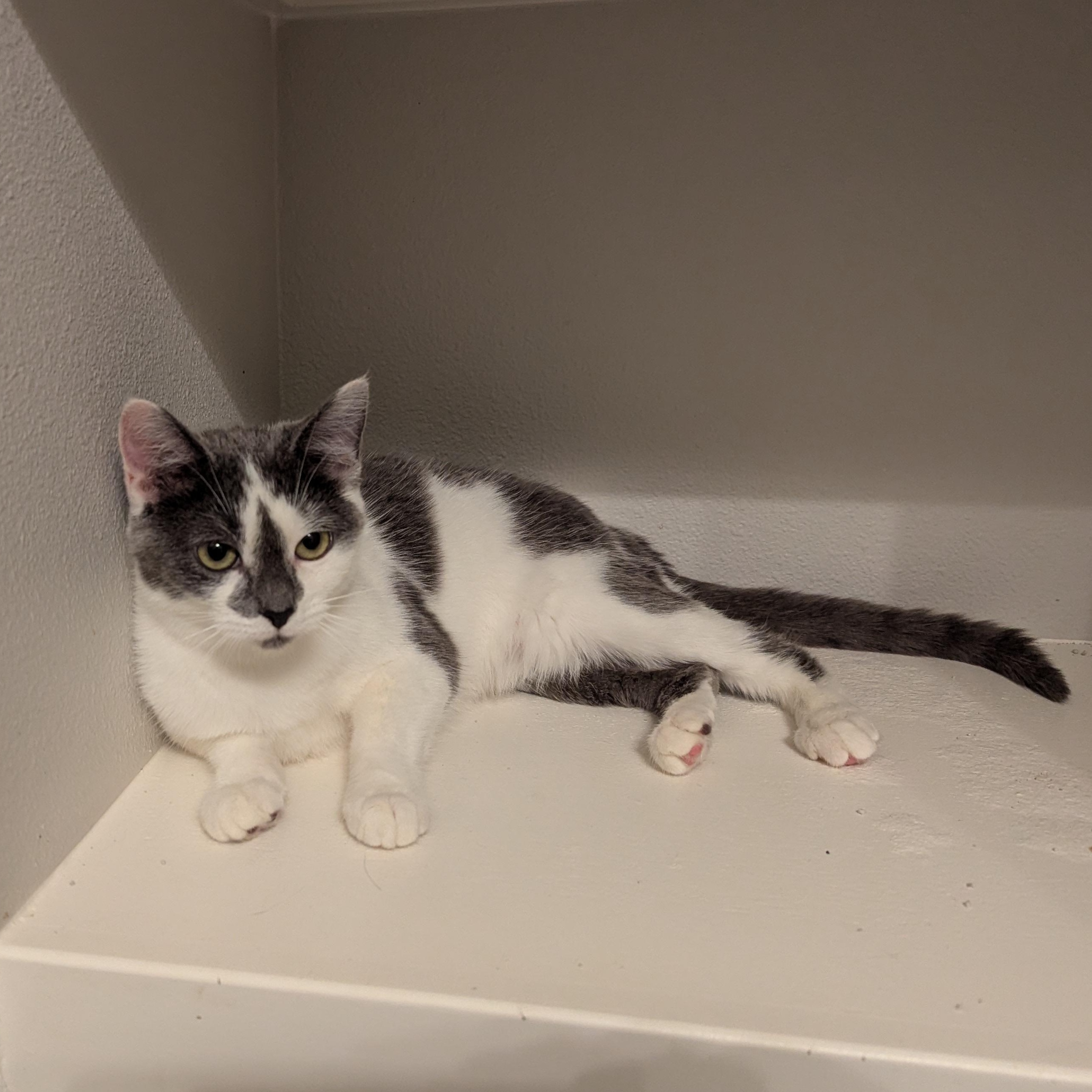 Bijou, a Adoptable mixed breed in West Richland, WA image 4/4