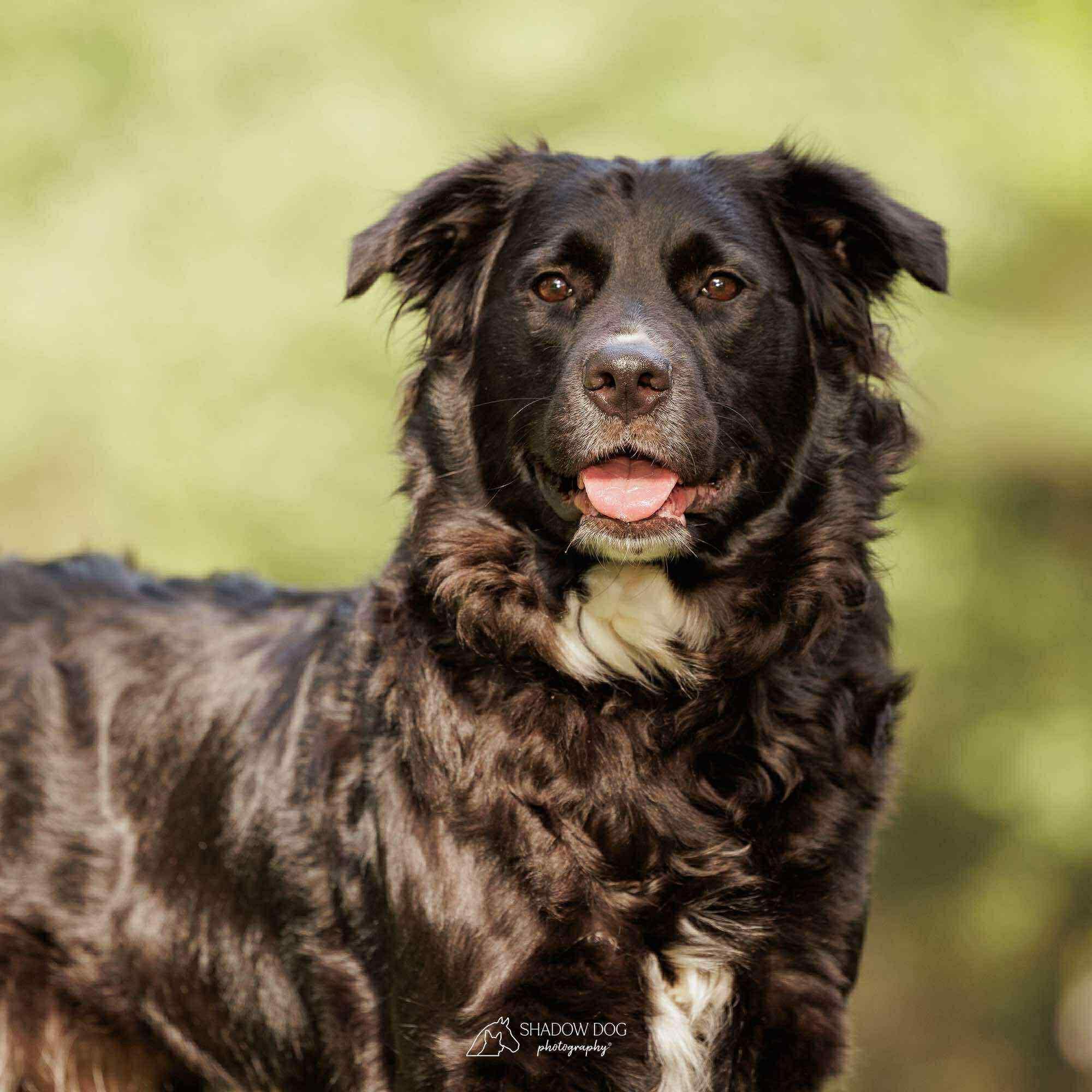 Lyra, Adult Female unknown