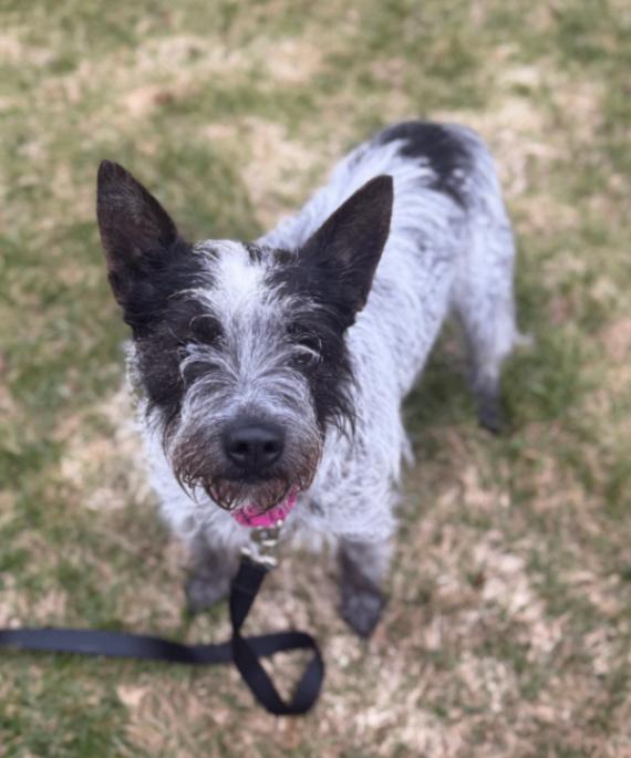 Annie, Adoptable, Adult Female Mixed Breed.