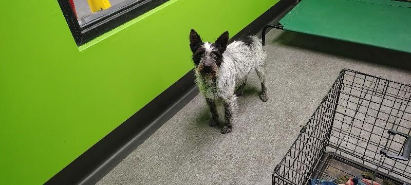 Enlarge Annie, a Adoptable Mixed Breed in Osseo, MI image 2/4