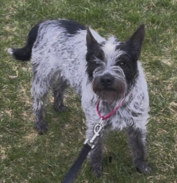 Enlarge Annie, a Adoptable Mixed Breed in Osseo, MI image 3/4