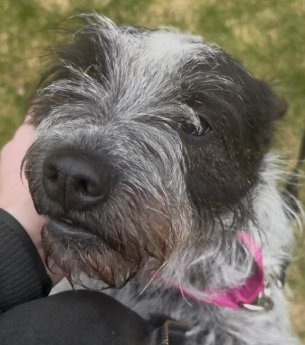 Enlarge Annie, a Adoptable Mixed Breed in Osseo, MI image 4/4