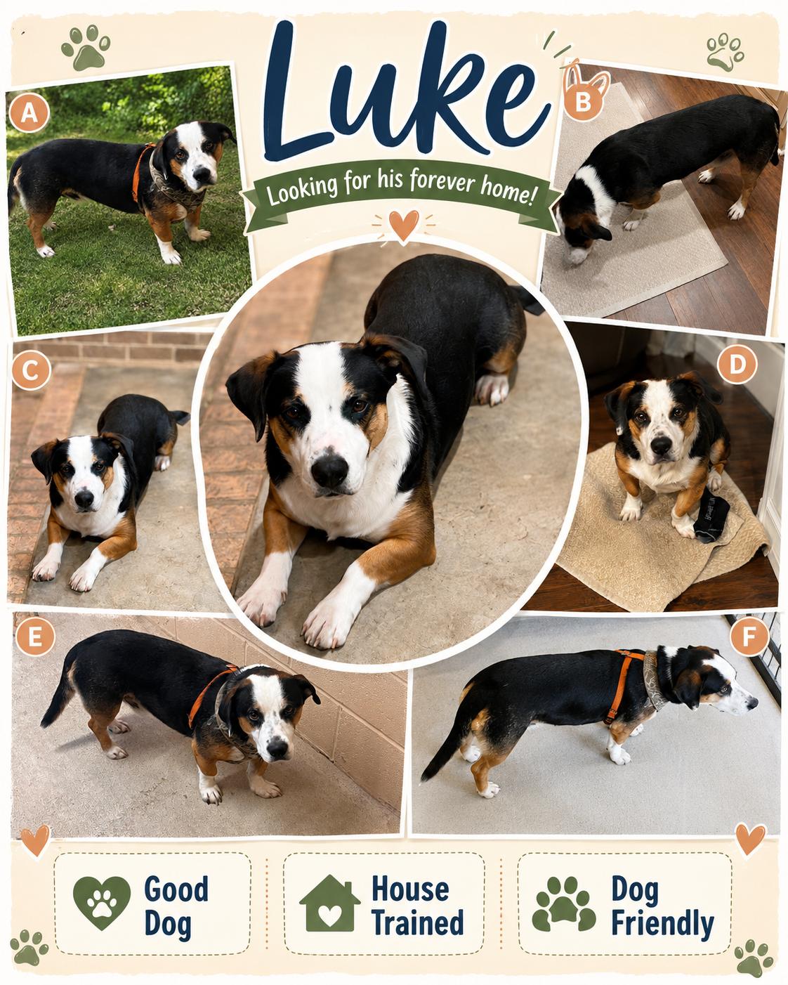 Luke, adopted, Adult Male Beagle & Corgi.