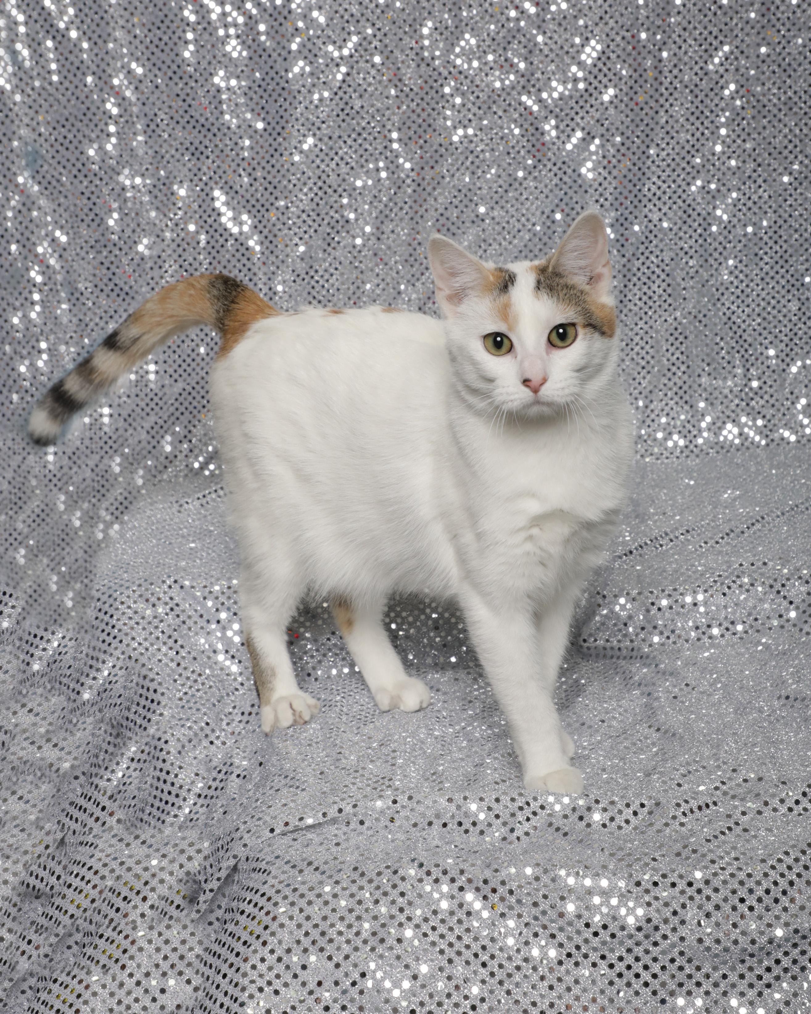 Enlarge Sherbert, a ADOPTABLE Domestic Short Hair in Rock Falls, IL image 3/4