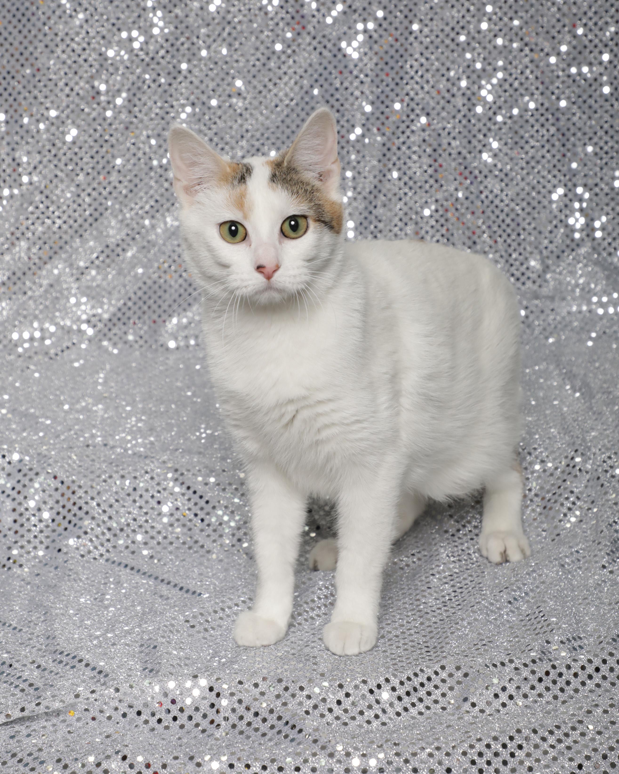 Enlarge Sherbert, a ADOPTABLE Domestic Short Hair in Rock Falls, IL image 2/4