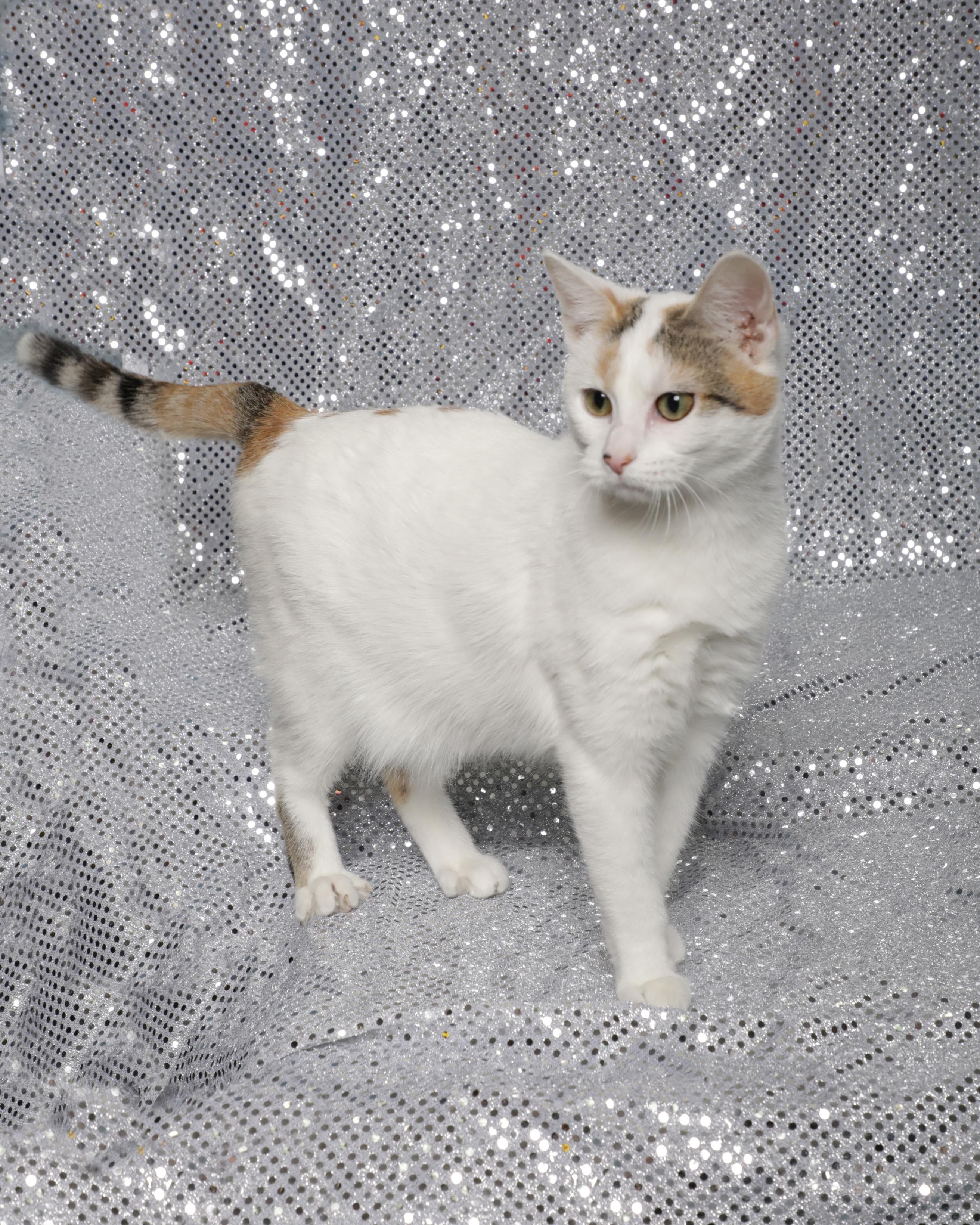 Enlarge Sherbert, a ADOPTABLE Domestic Short Hair in Rock Falls, IL image 1/4