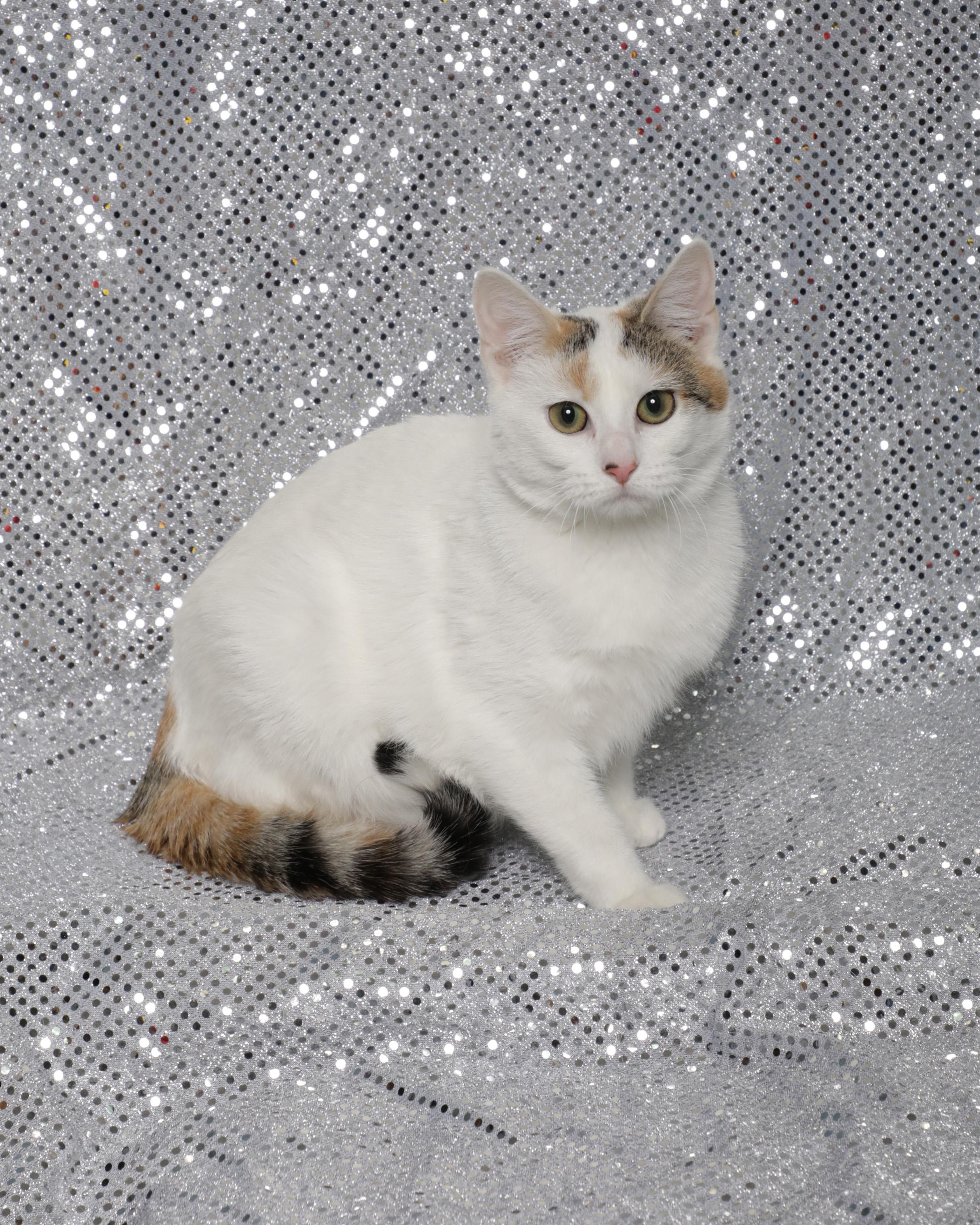 Enlarge Sherbert, a ADOPTABLE Domestic Short Hair in Rock Falls, IL image 4/4