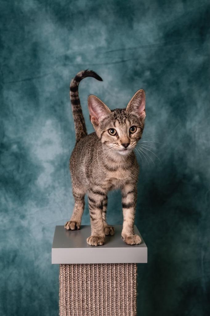 Enlarge Jay-jay, a Adoptable mixed breed in Houston, TX image 1/4