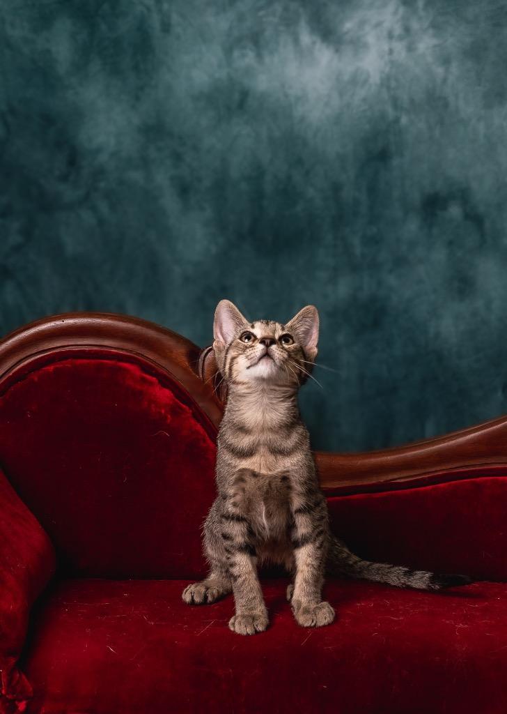 Enlarge Jay-jay, a Adoptable mixed breed in Houston, TX image 3/4