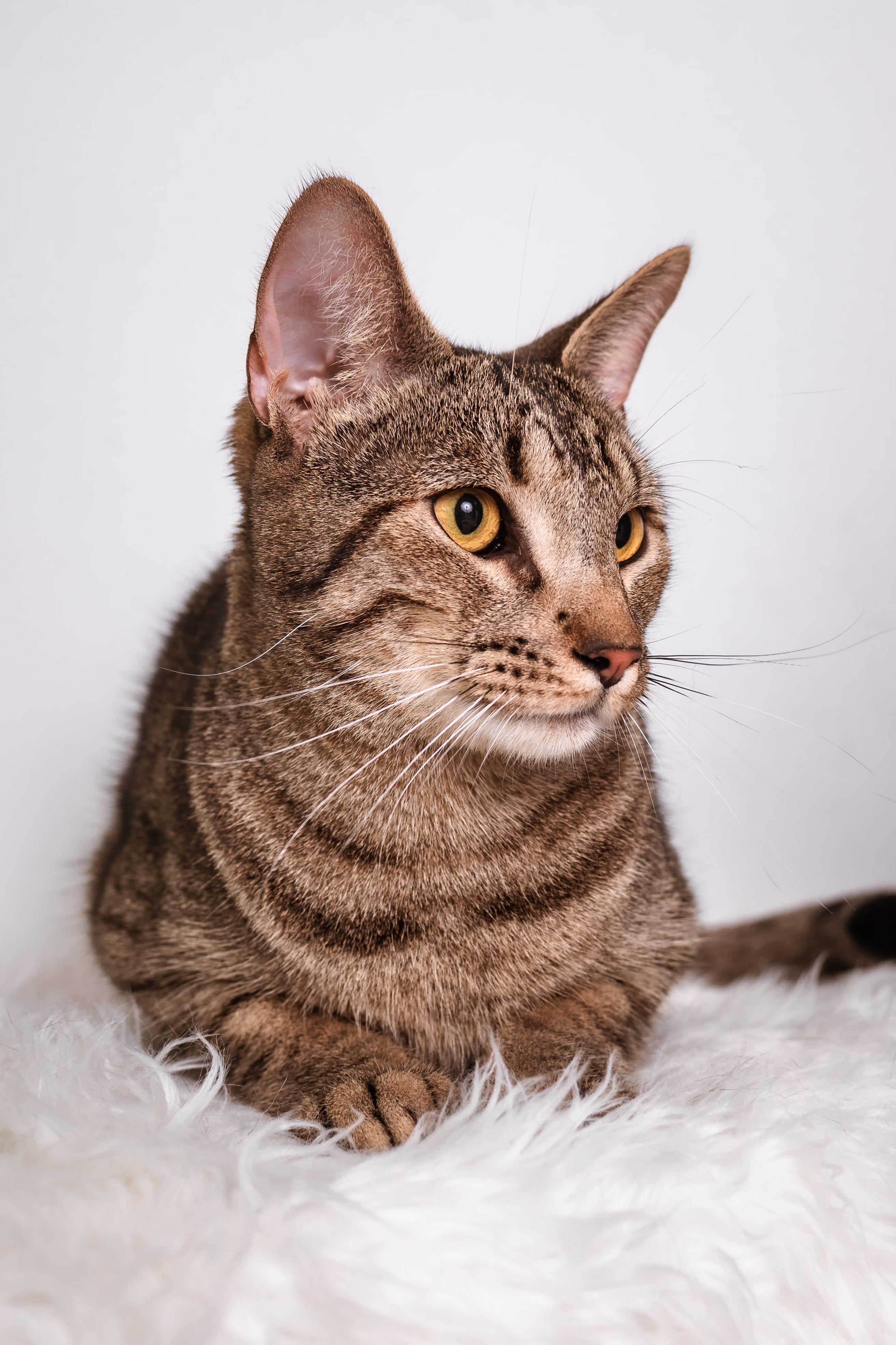 Jay-jay, adoptable, Kitten Male Domestic Short Hair & Tabby.