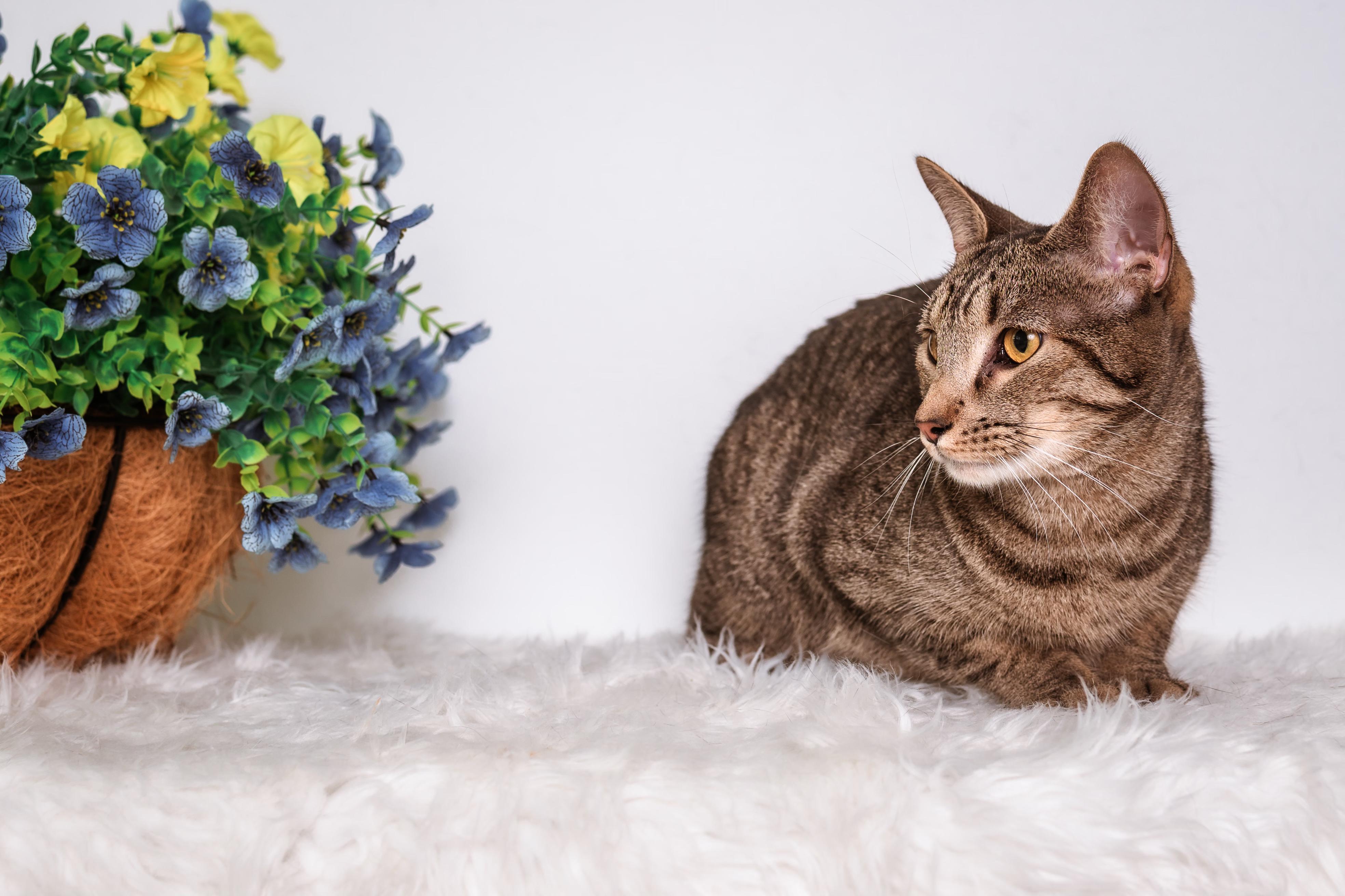 Enlarge Jay-jay, an adoptable mixed breed in Houston, TX image 4/6