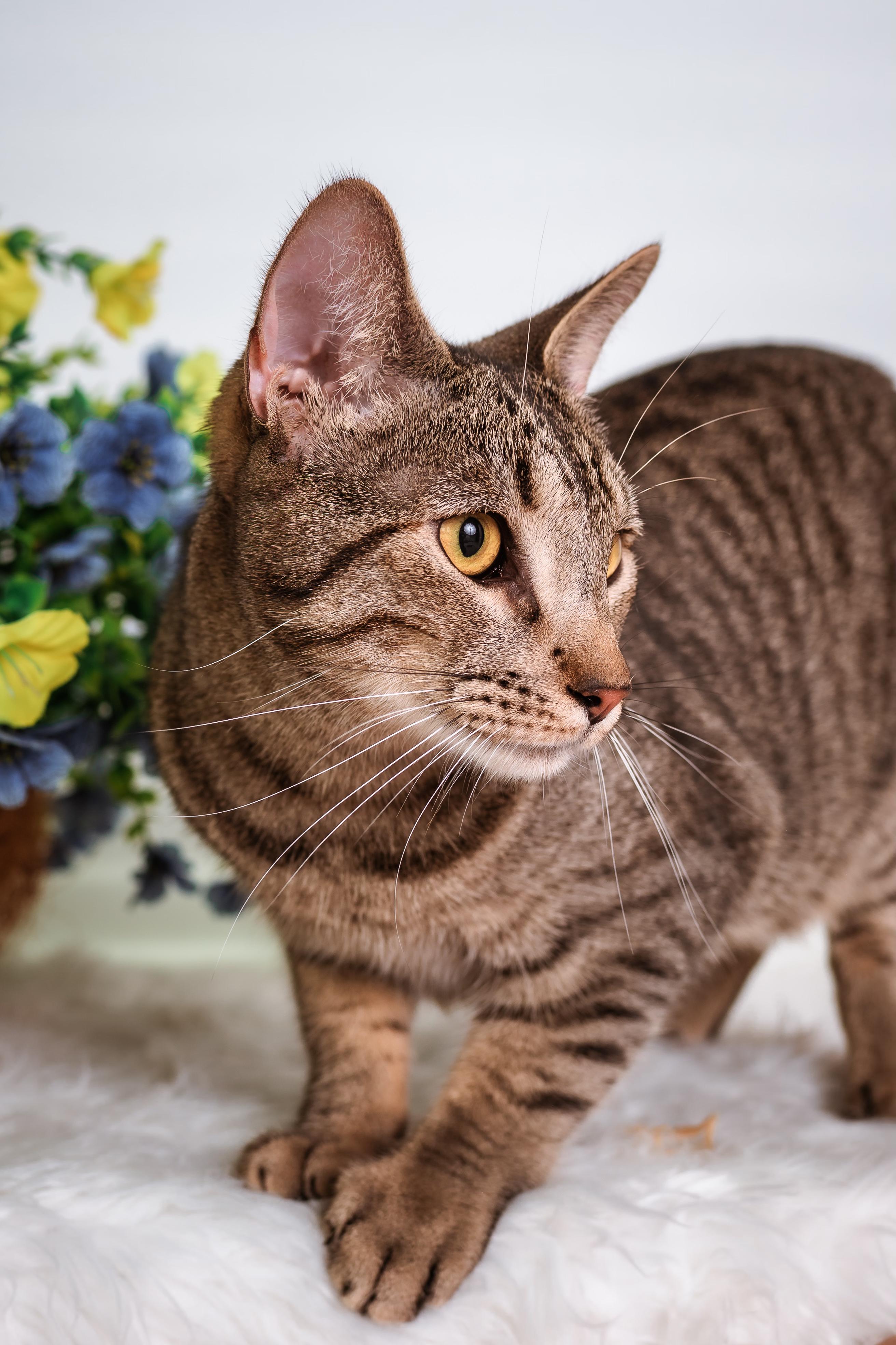Enlarge Jay-jay, an adoptable mixed breed in Houston, TX image 2/6
