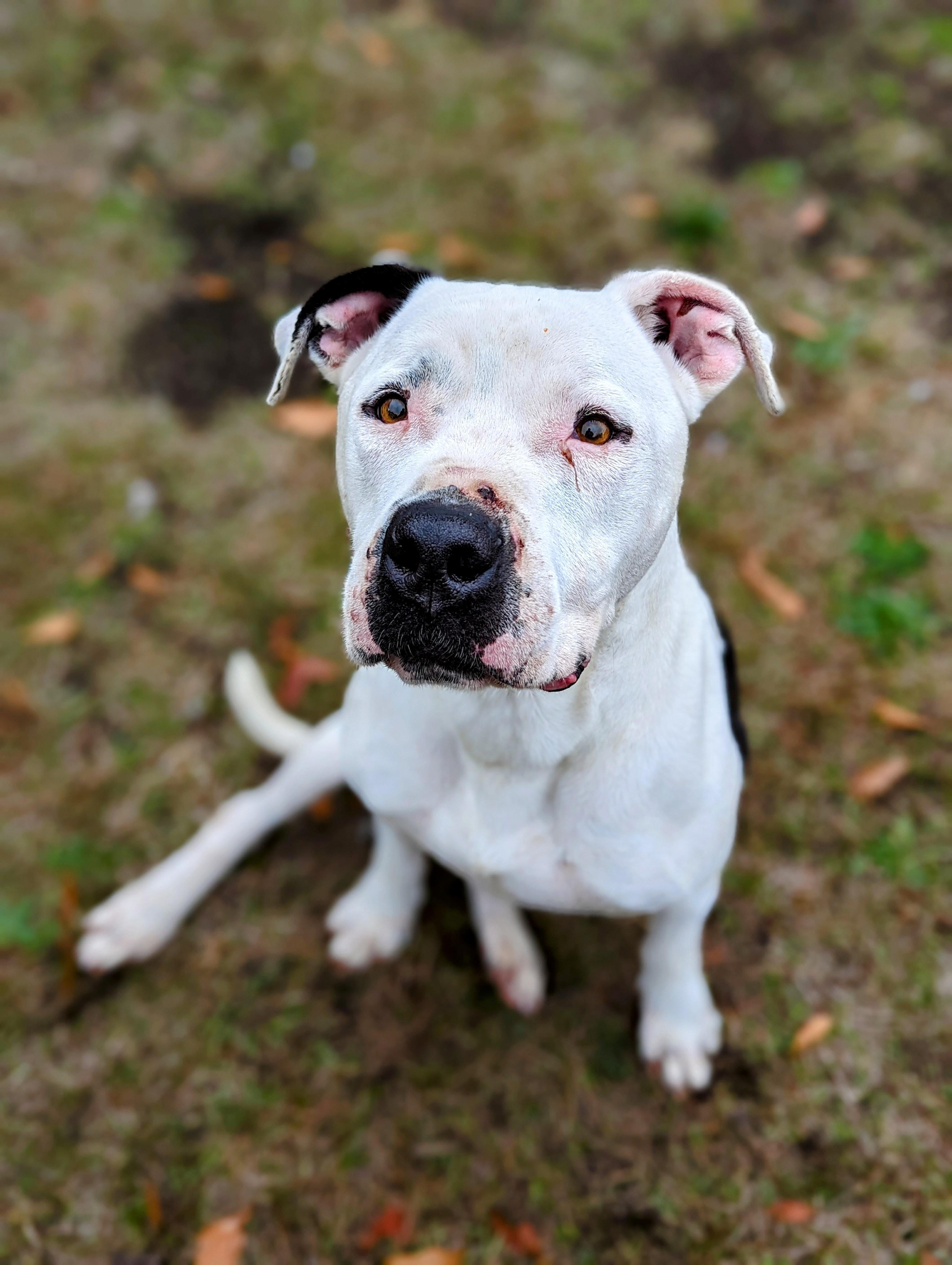 Bodie — thumbnail 2