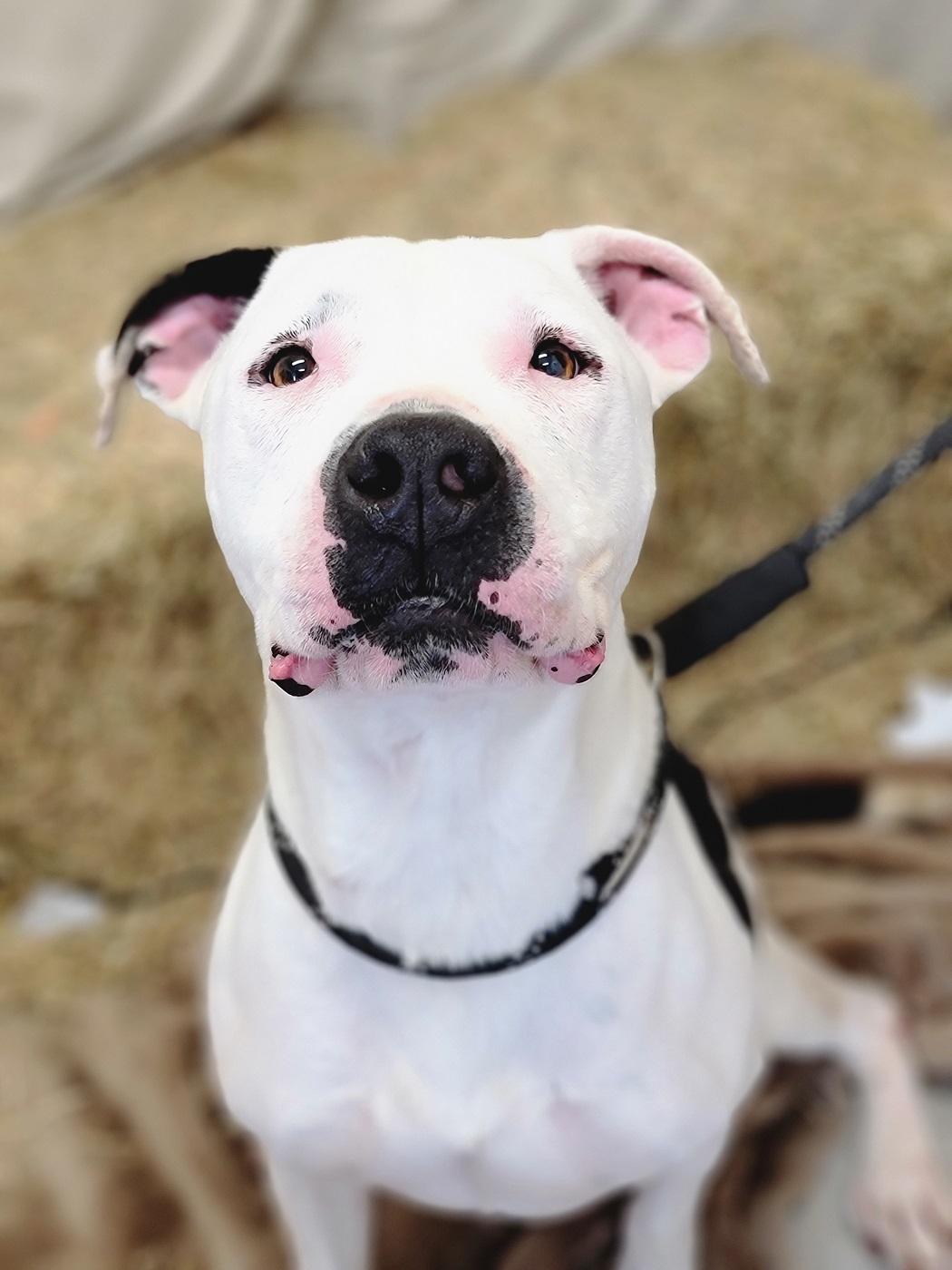 Bodie — thumbnail 3