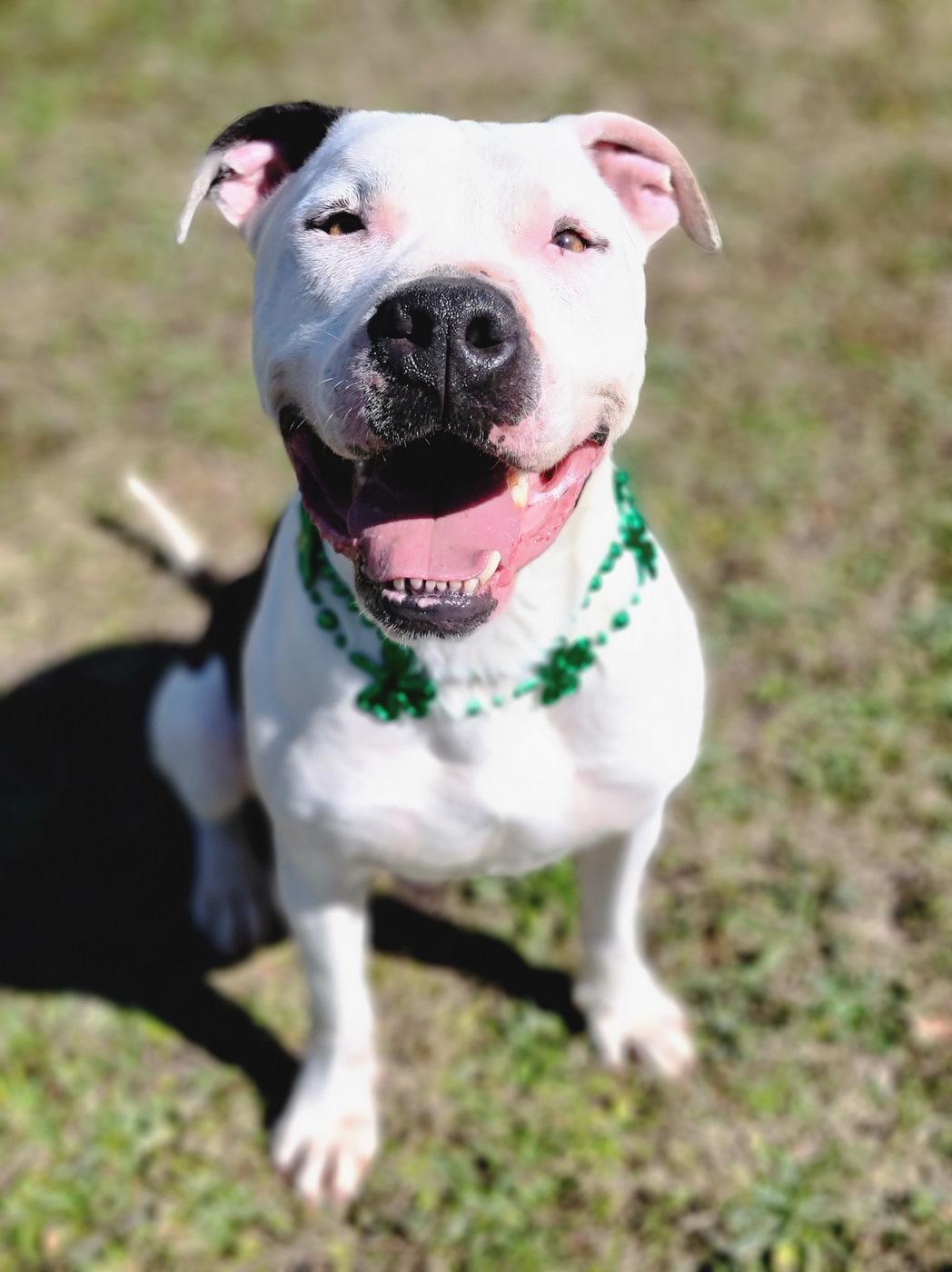 Bodie — thumbnail 4