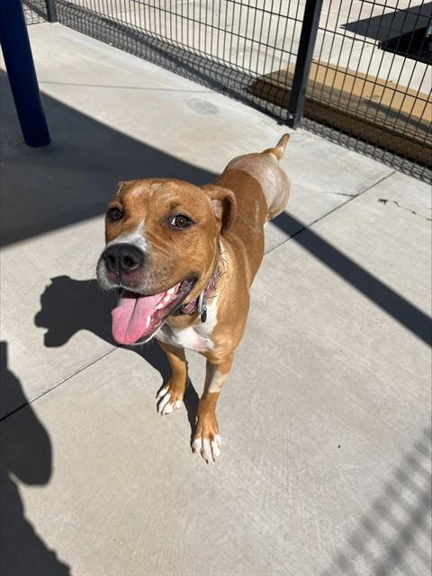 BASIL, Adoptable, Young Female Boxer & Mixed Breed.