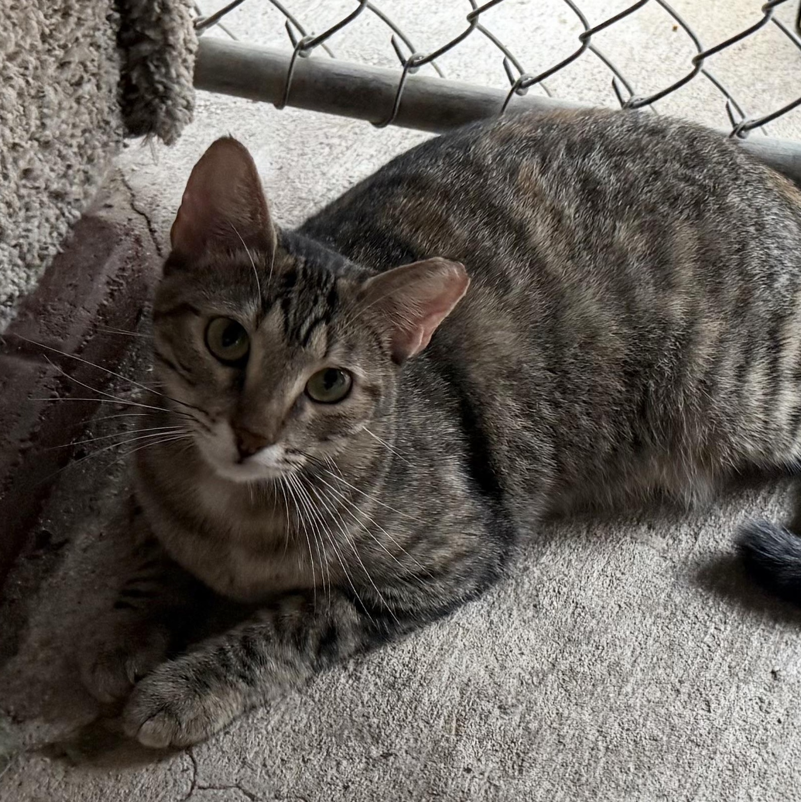 Wilma, a Adoptable Domestic Short Hair in Alexandria, LA image 2/6