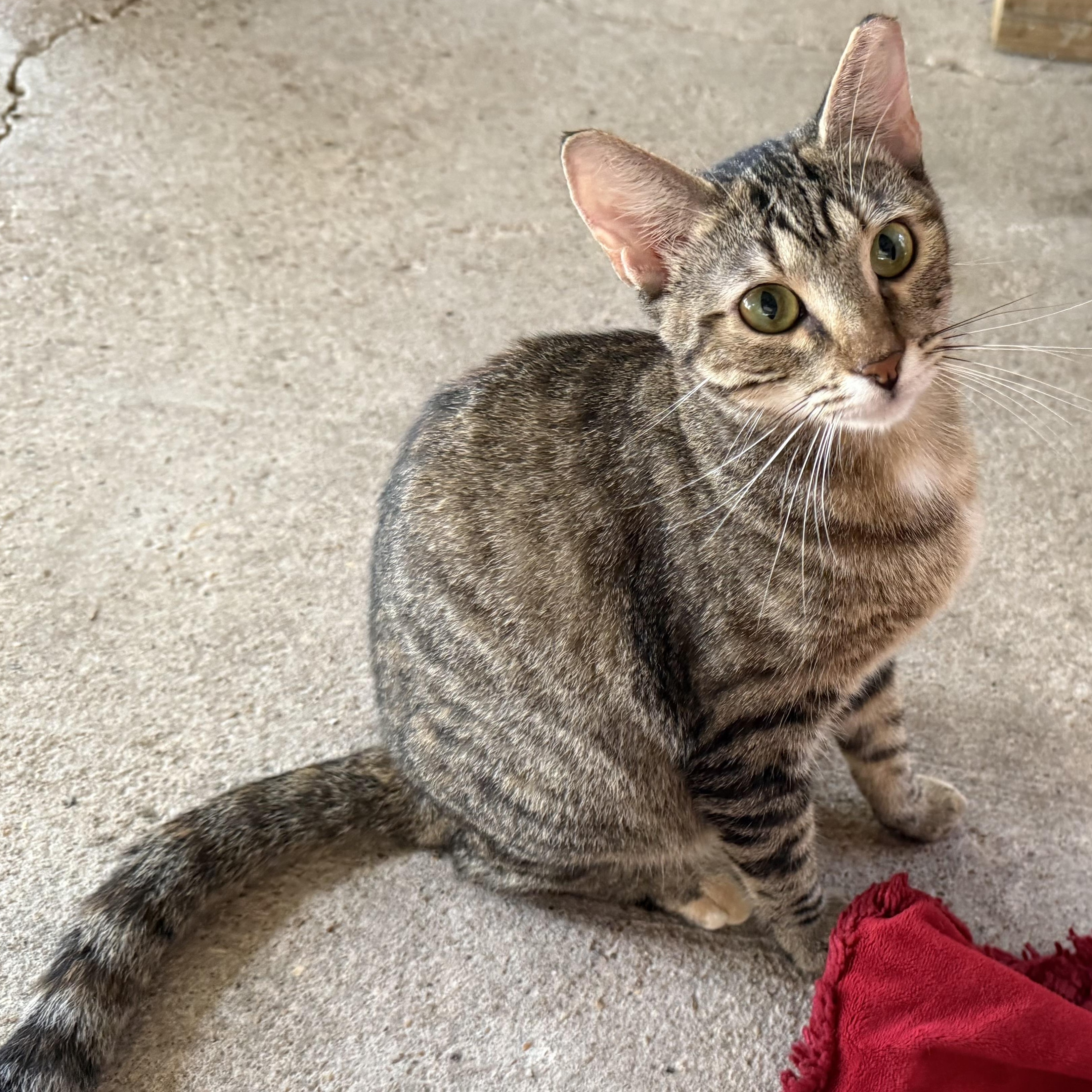 Wilma, a Adoptable Domestic Short Hair in Alexandria, LA image 4/6