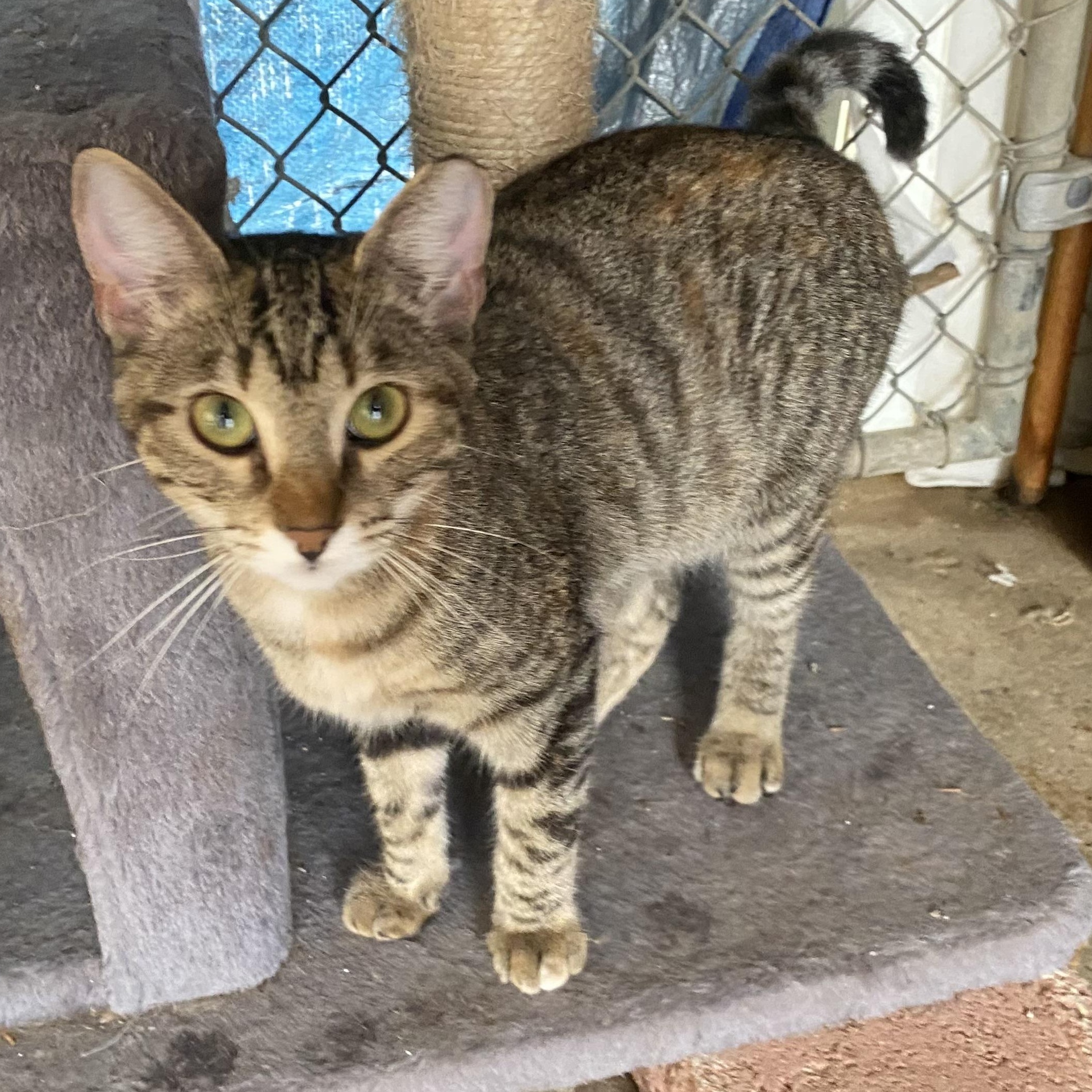 Wilma, a Adoptable Domestic Short Hair in Alexandria, LA image 5/6