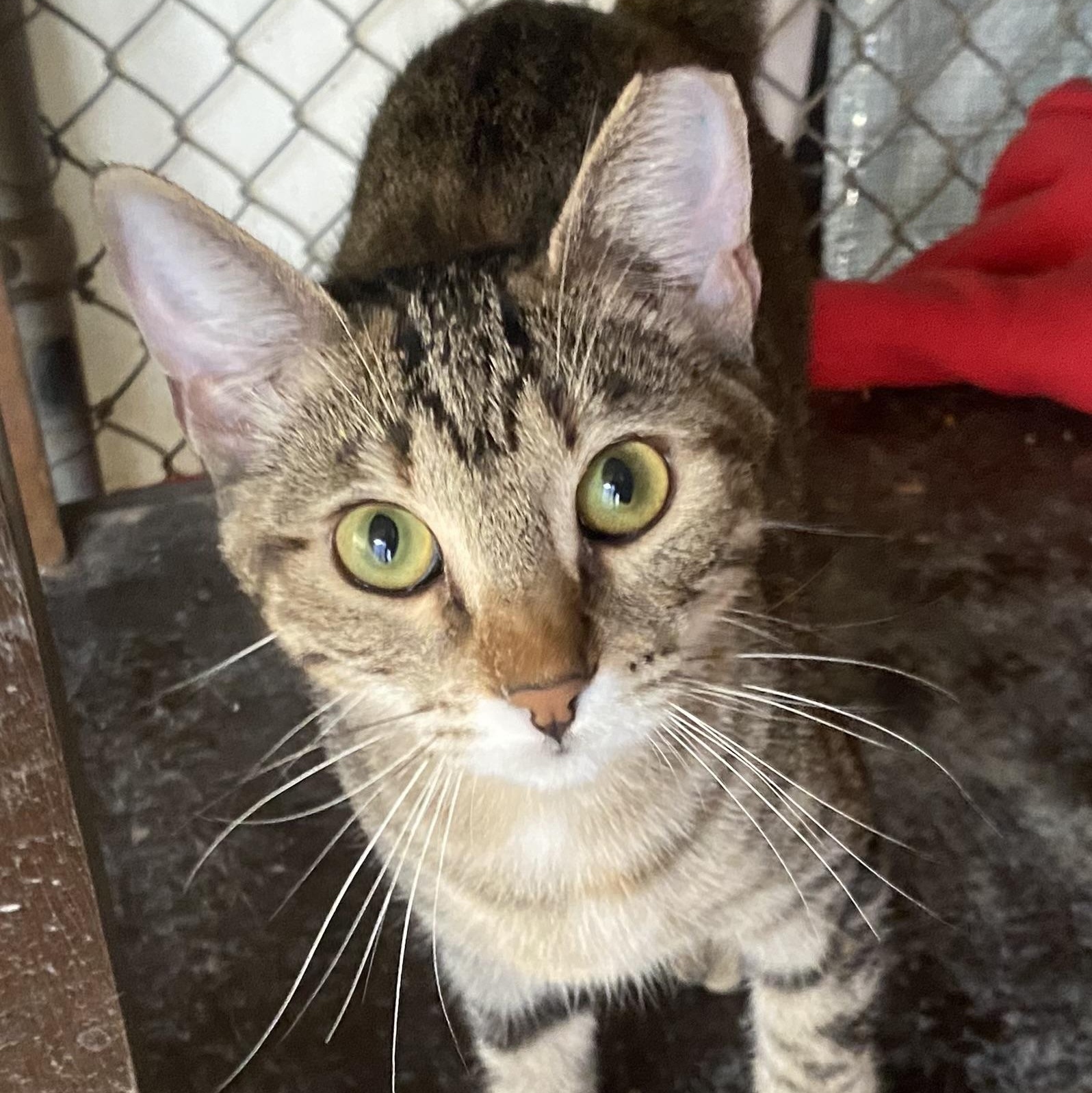 Wilma, Adoptable, Young Female Domestic Short Hair.