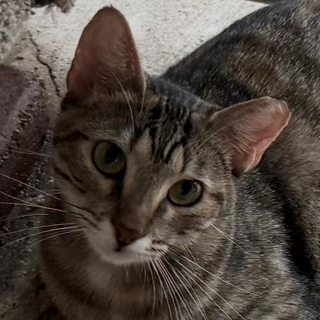 Wilma, a Adoptable Domestic Short Hair in Alexandria, LA image 6/6