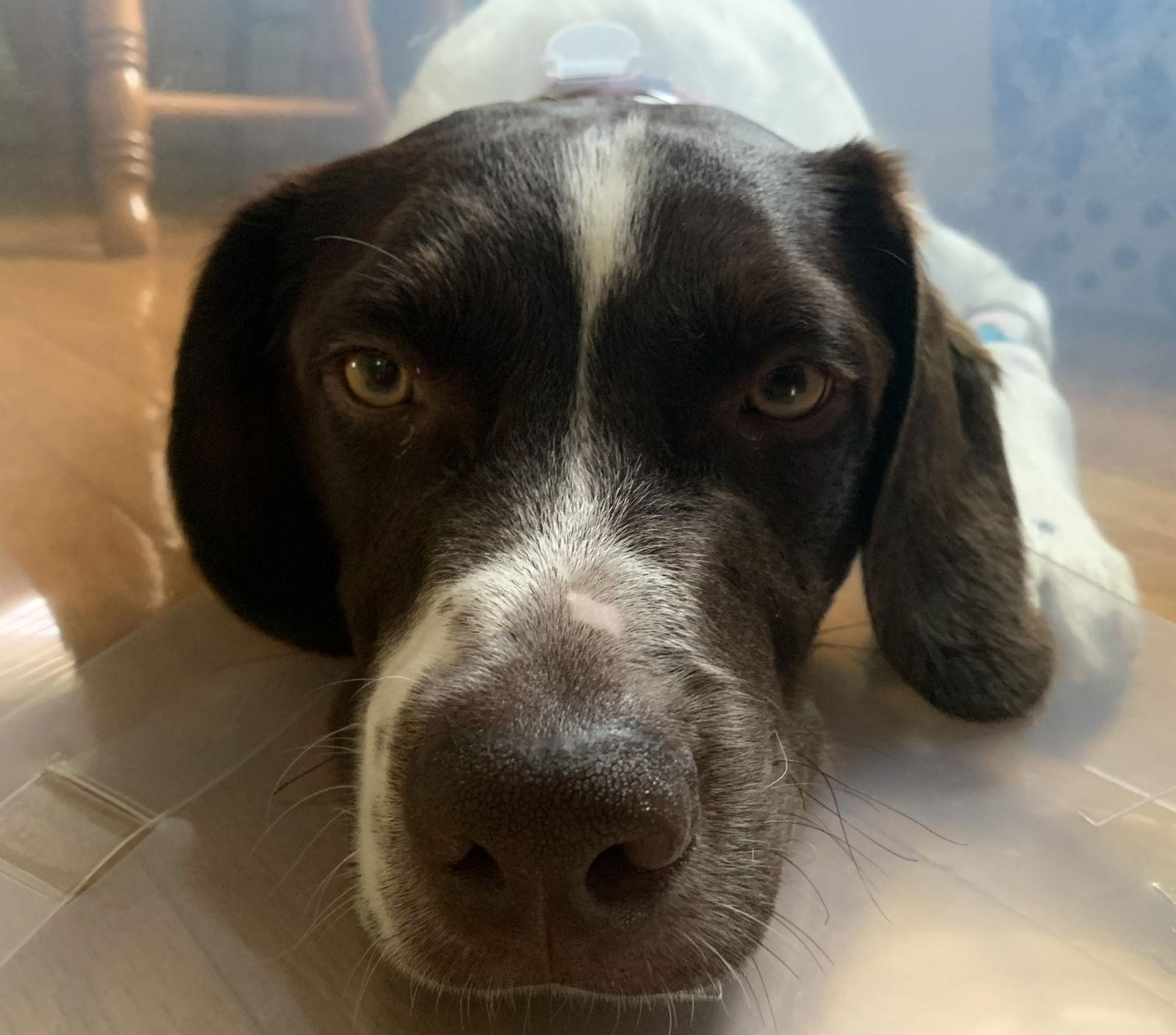 TN/Woody, a Adopted mixed breed in Baldwinsville, NY image 1/3