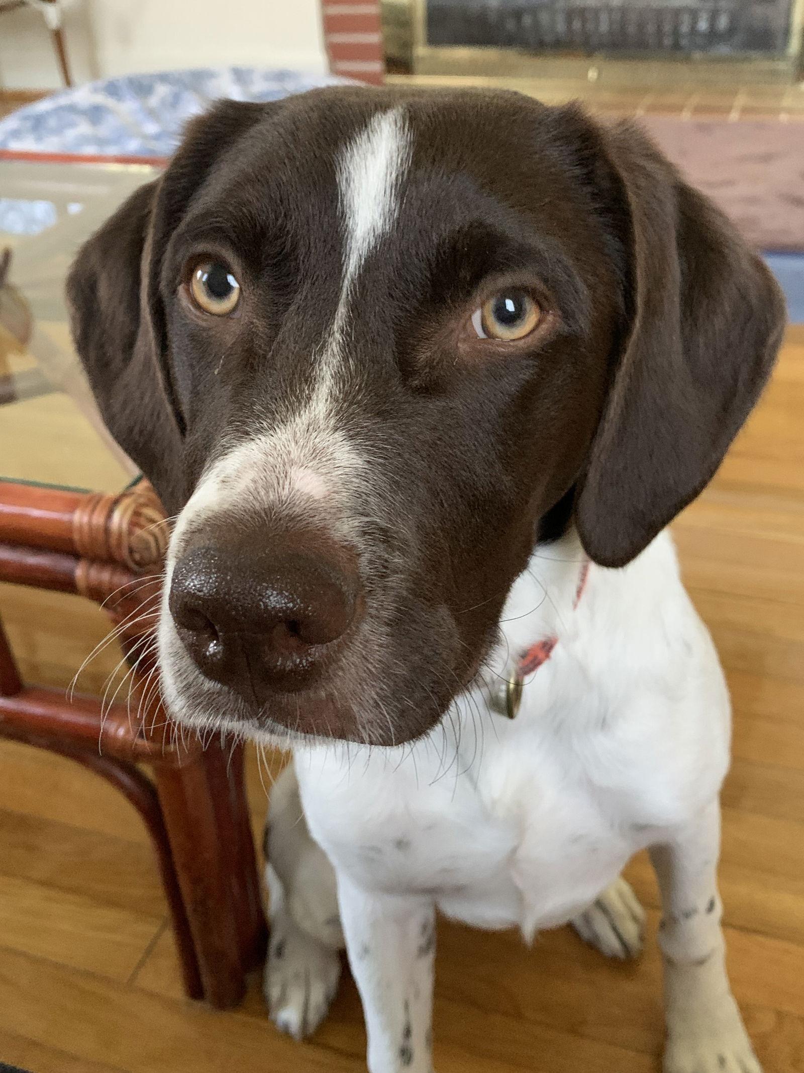 TN/Woody, a Adopted mixed breed in Baldwinsville, NY image 2/3