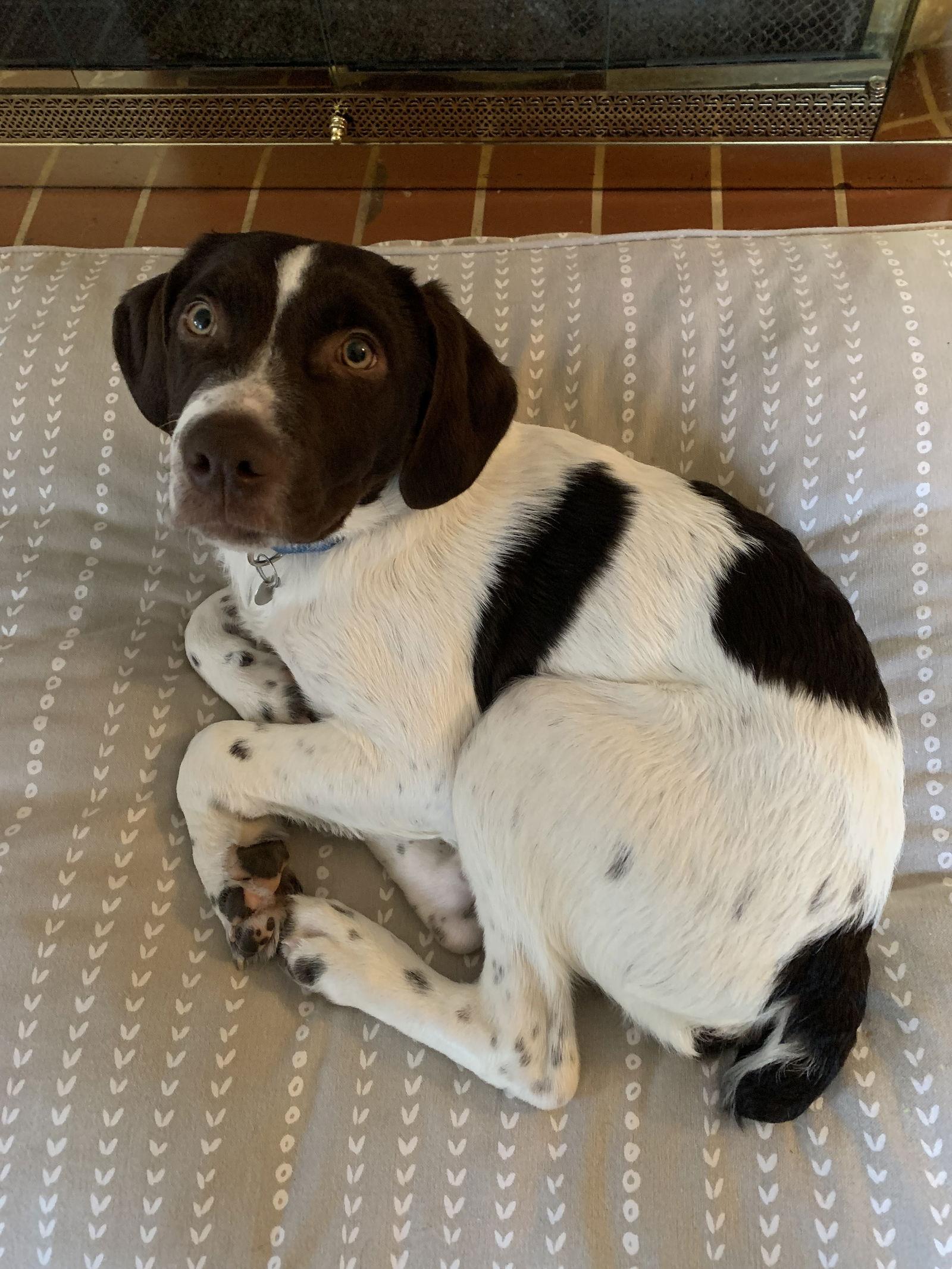 TN/Woody, a Adopted mixed breed in Baldwinsville, NY image 3/3