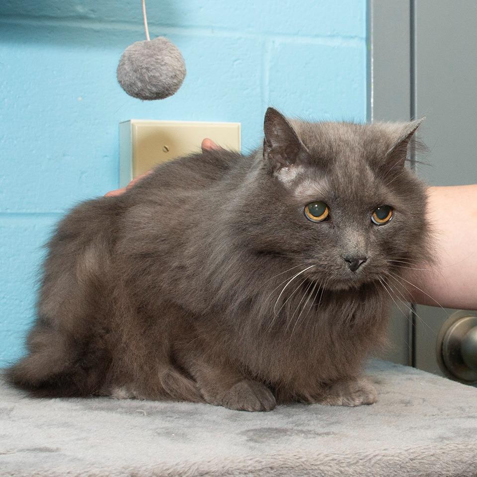 Enlarge Oliver, a Adoptable Domestic Long Hair in Troy, OH image 1/2