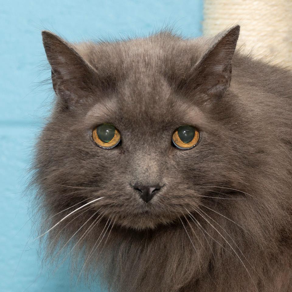Enlarge Oliver, a Adoptable Domestic Long Hair in Troy, OH image 2/2