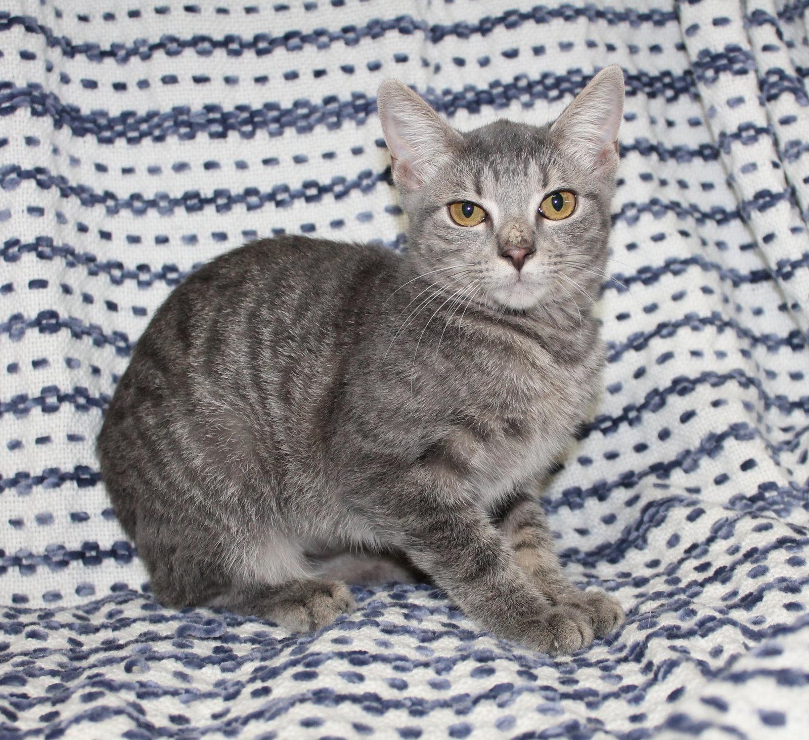 Topaz - 44352, Adoptable, Kitten Female Domestic Short Hair & Tabby.