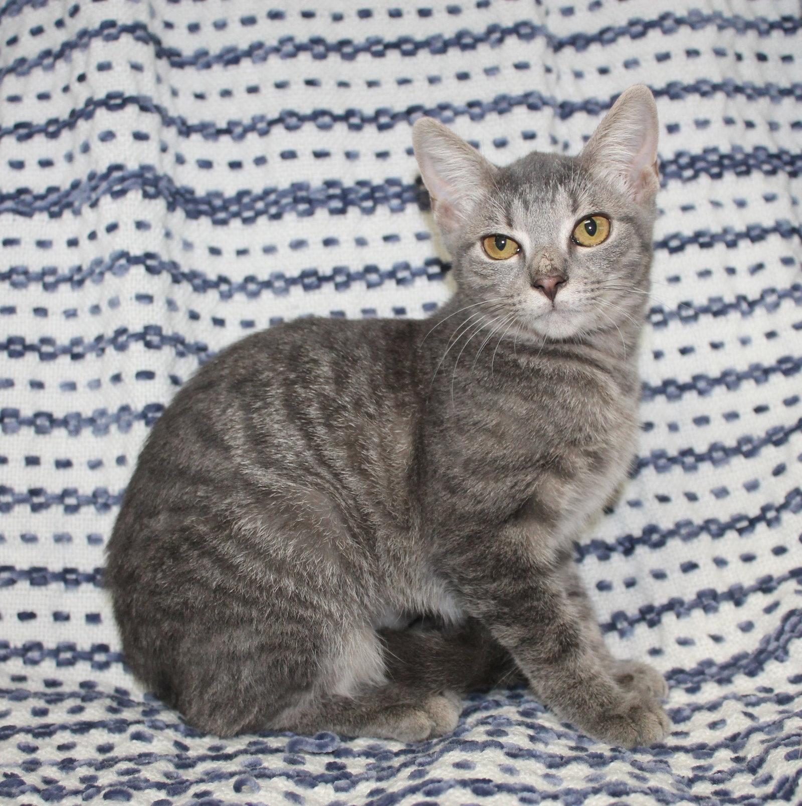 Enlarge Topaz - 44352, a Adoptable mixed breed in Prattville, AL image 2/3