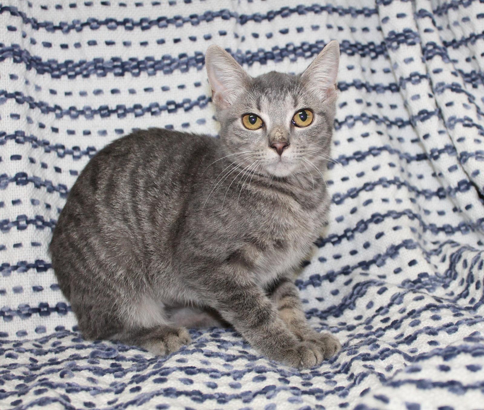 Enlarge Topaz - 44352, a Adoptable mixed breed in Prattville, AL image 3/3